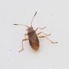 Rhopalus maculatus